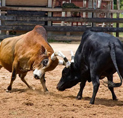 Malava FM